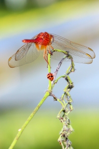The same individual, harassing a dragonfly.