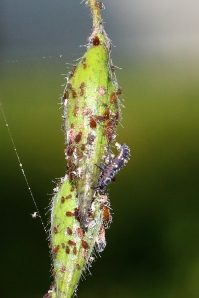 What looks like the larvae of Menochilus sexmaculatus feeding on the aphids
