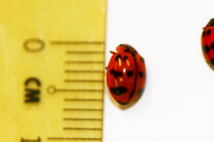 At about 7mm long, it is relatively large for a local ladybird.
