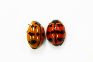 Colour variation in two individuals of Harmonia octomaculatus